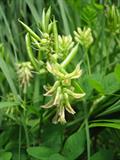 Astragalus propinquus